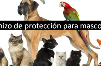 el-Hechizo-de-protección-para-mascotas