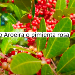 Baño Aroeira o pimienta rosa