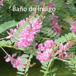 Baño de Índigo