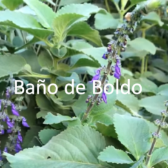 el baño de boldo
