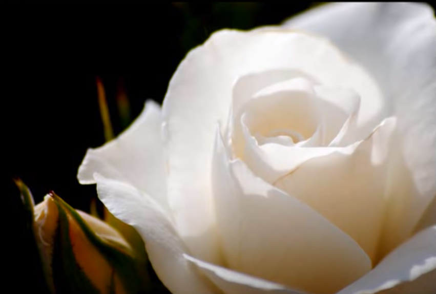 baño de rosas blancas