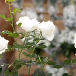 cinco rosas blancas