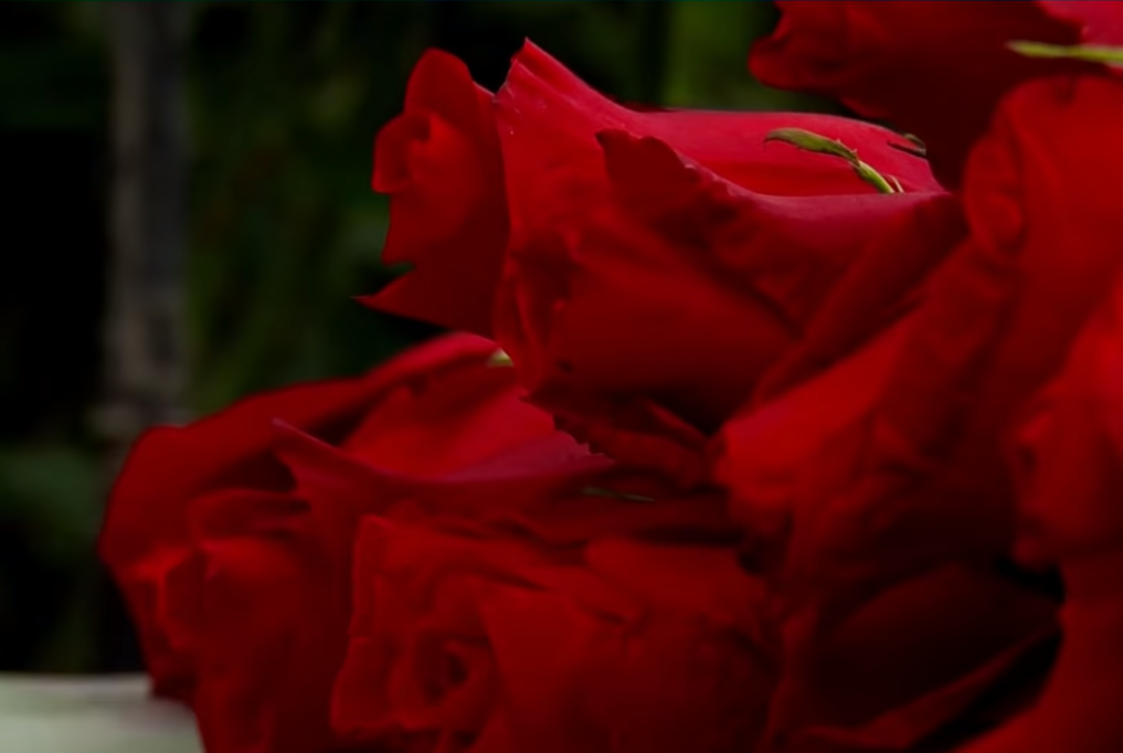 paquete de rosas rojas
